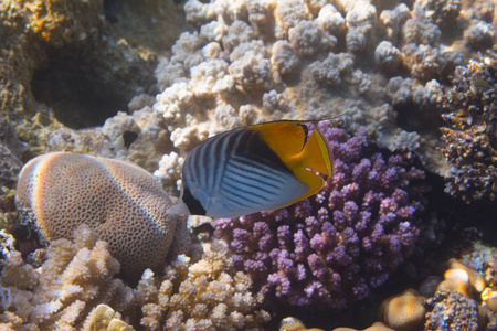 埃及沙尔米谢赫sharmel Sheikh附近红海珊瑚礁上的鱼