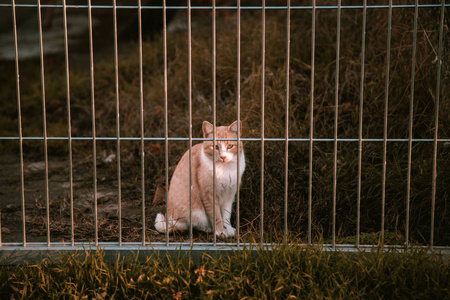 猫被遗弃在街上，动物虐待孤独