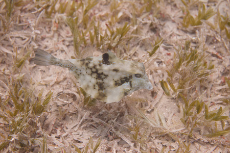 埃及达哈布红海边的海草上的刺背鱼