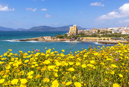 地中海海岸在阿尔赫罗市撒丁岛意大利。 春天的花草树木在前景，色彩鲜艳的建筑物在阿尔齐赫老市中心的背景