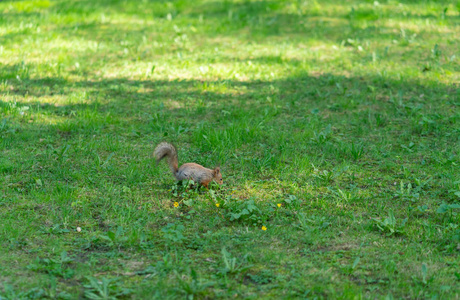 草地上公园里好奇的松鼠