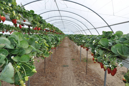 种植大棚草莓图片-种植大棚草莓素材-种植大棚草莓插画-摄图新视界