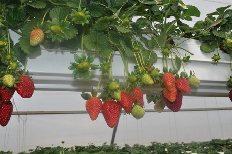 温室里美丽的草莓