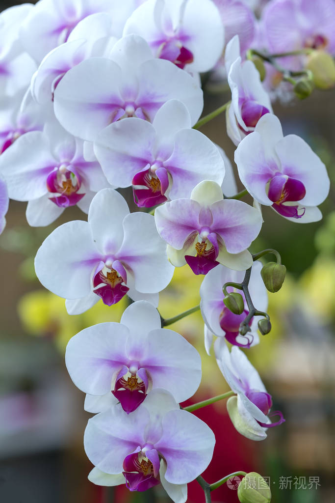 蝴蝶兰在春天盛开,装饰着大自然的美丽.