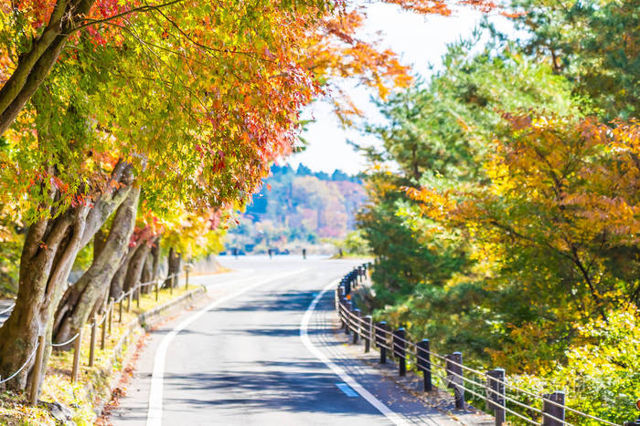 秋天日本枫叶树林中美丽的道路景观