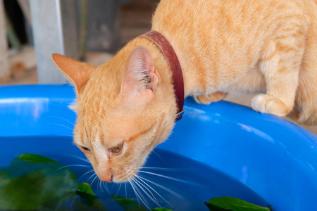 棕色猫在水里看