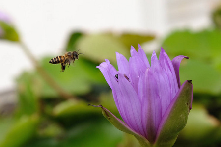 在空中靠近莲花的野生蜜蜂