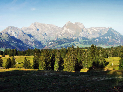 瑞士圣加伦州丘尔弗林登山脉下高原上的常绿乔木