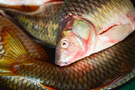 鱼桶里的淡水鱼河中的鲤鱼鲤鱼亚洲河中的鲤鱼出售