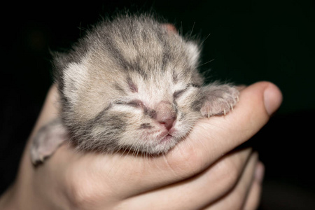 一只刚出生的小猫，双手闭着眼睛，在黑暗的背景下设计