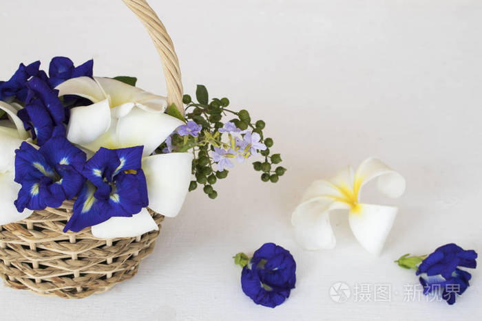 白花 白花 蝴蝶 豌豆 草本植物 亚洲当地植物 花篮 背景排列照片 正版商用图片172hye 摄图新视界