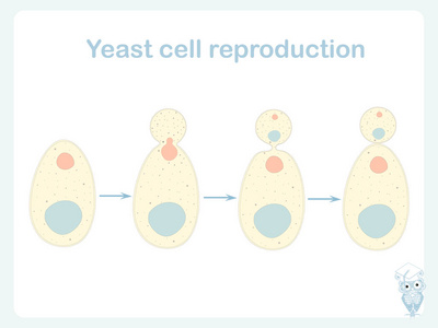 酵母细胞繁殖方案。 啤酒行业生物教育面包包装设计的库存矢量插图