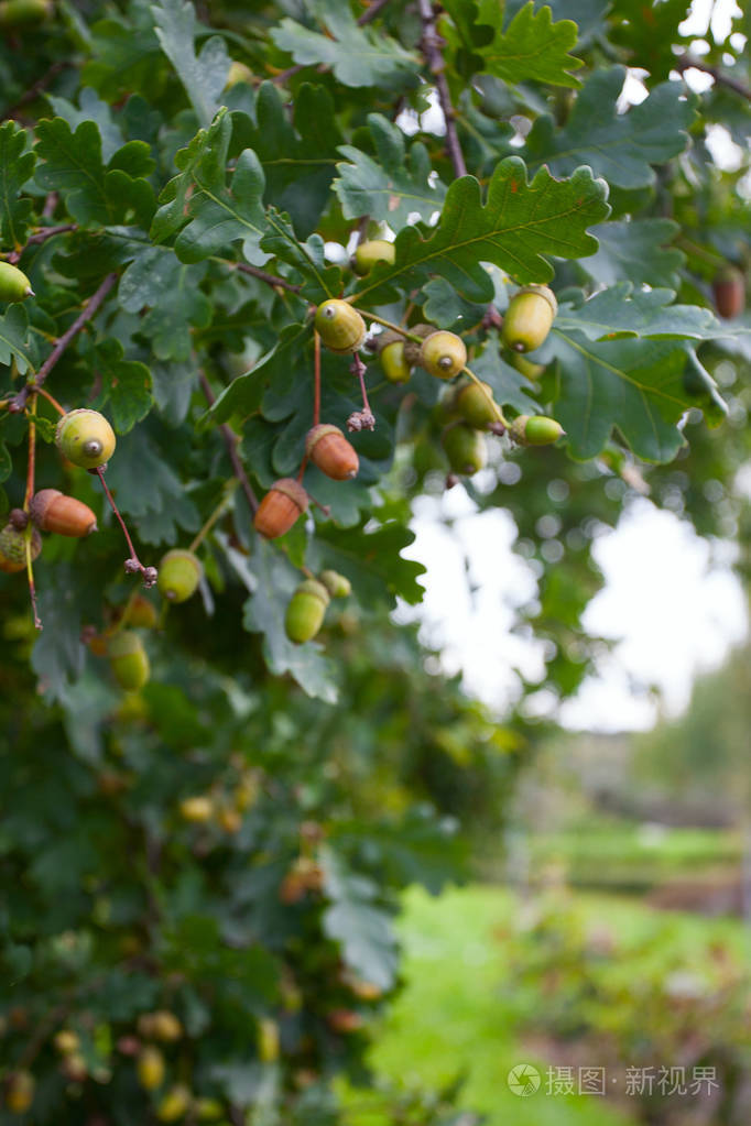 橡子生长在树上