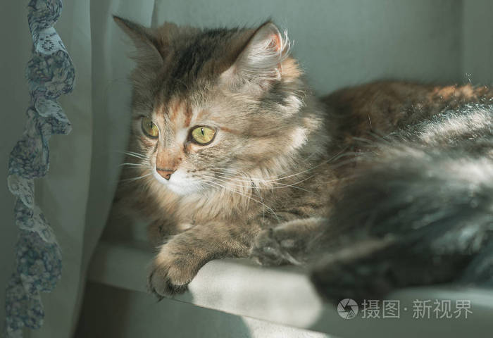 有黄绿色眼睛和长毛的猫照片 正版商用图片172k5a 摄图新视界