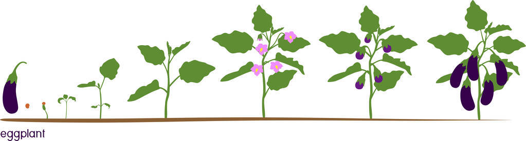 茄子苗图片-茄子苗素材-茄子苗插画-摄图新视界