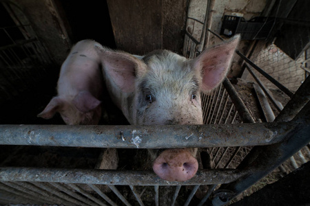 两只脏猪在谷仓里等午饭图片