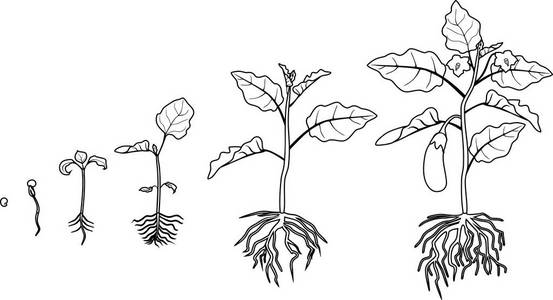 着色页面。茄子具有根系的生命周期。从播种到开花和结果的茄子的生长阶段