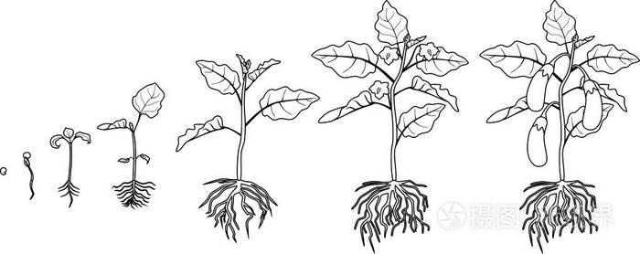 从播种到开花和结果的茄子的生长阶段插画-正版商用图片172kac-摄图新