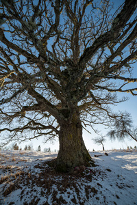 百年老树大的百年老橡树,冬天照片