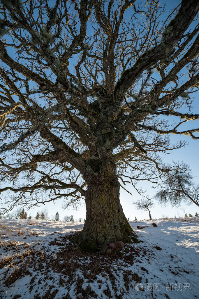 大的百年老橡树冬天