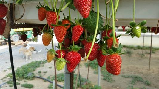 温室里美丽的草莓
