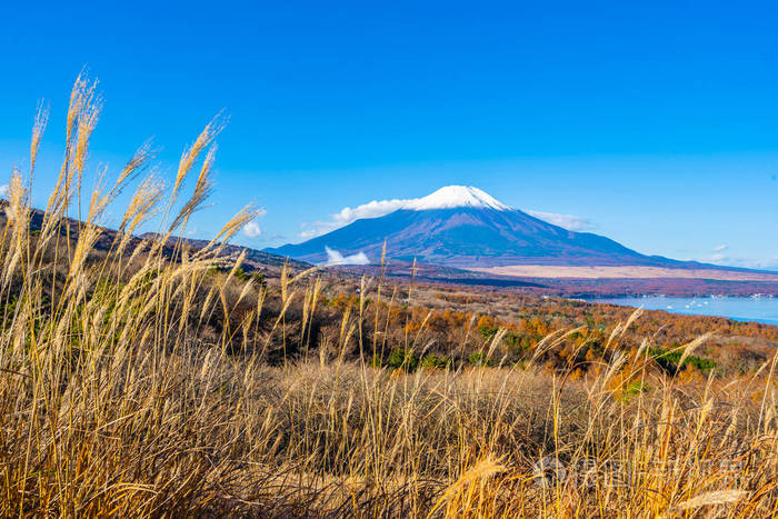 日本秋季稻子或稻子湖富士山的美丽景观