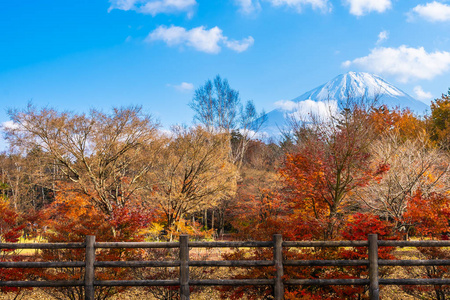 日本秋季环湖枫叶树的富士山美景