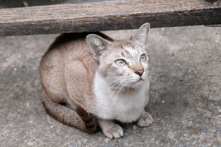 愤怒的猫不高兴的特写