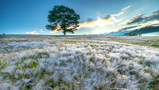 神奇的雪草山和松树黎明时，太阳还没有升起，草被薄雾覆盖，就像漫长的夜晚后的白雪。 这种物种只有在越南达拉特冬季变化时才出现