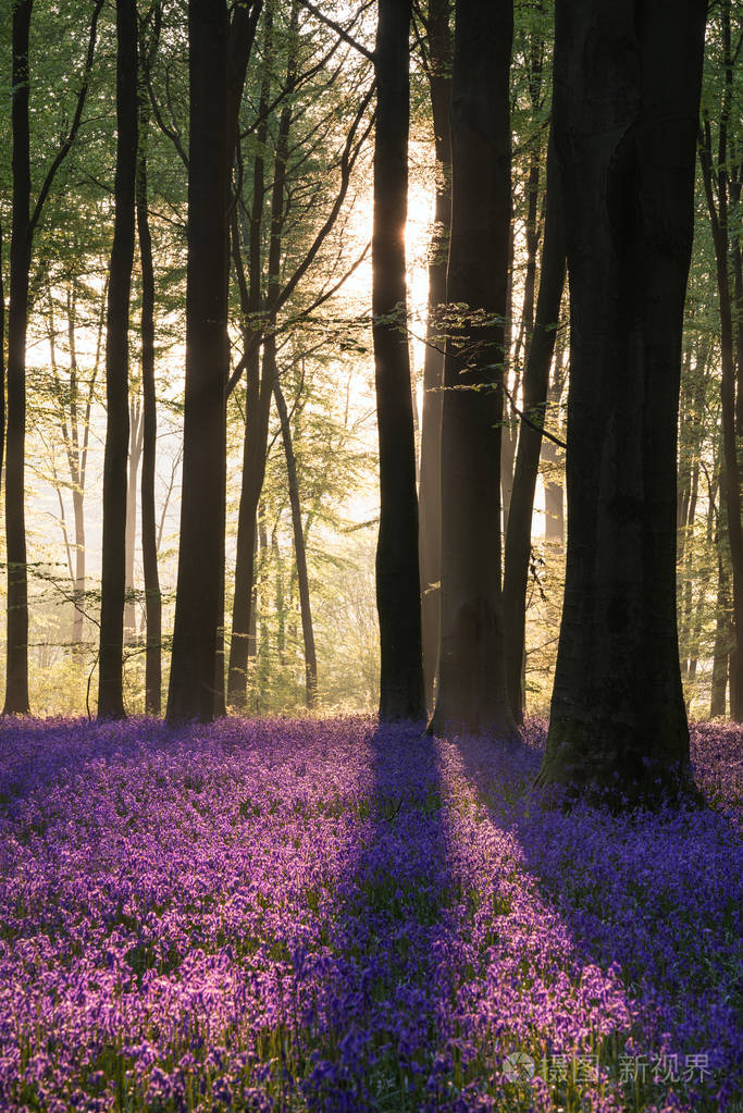 2500*3746px发票合同问题/叶子阳光森林美丽季节树木春天查看作者其他