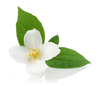 白色茉莉花,绿叶分离,白色背景摄影图