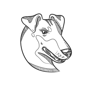 猎犬的头部,一种狗的光滑毛梗类型,从侧面观察孤立的白色背景黑白