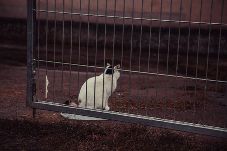 猫被遗弃在街上，动物虐待孤独