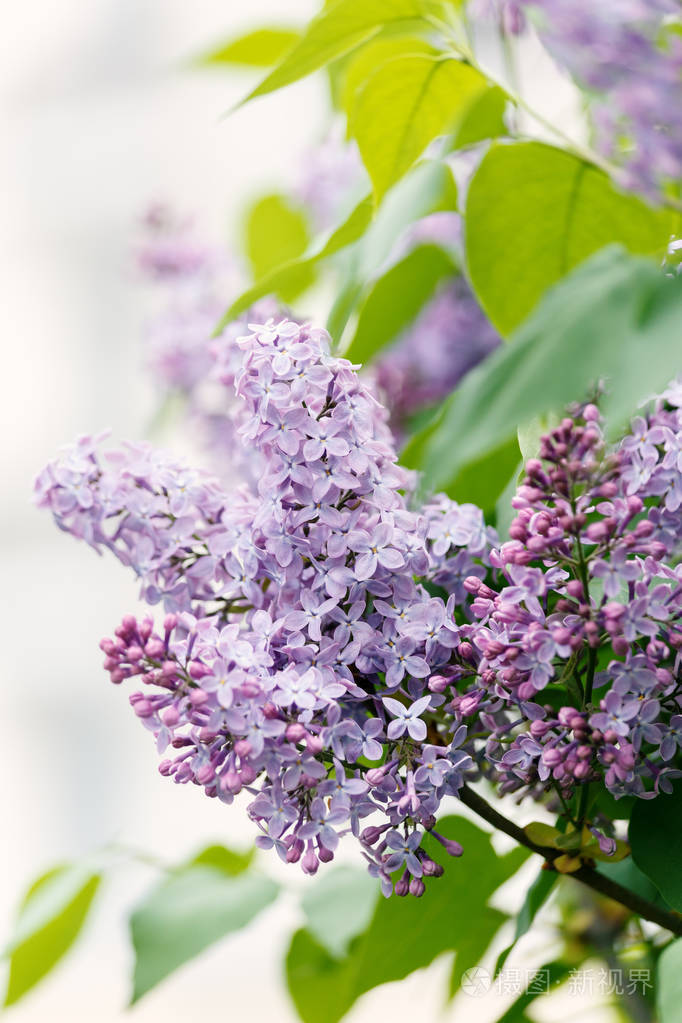 盛开的紫丁香. 紫丁香的一支近了. 自然花园.