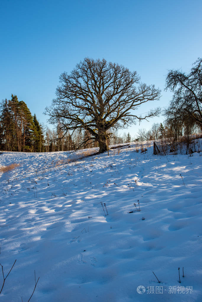 大的百年老橡树冬天