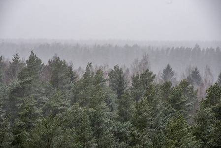 冬季雾蒙蒙的森林风景