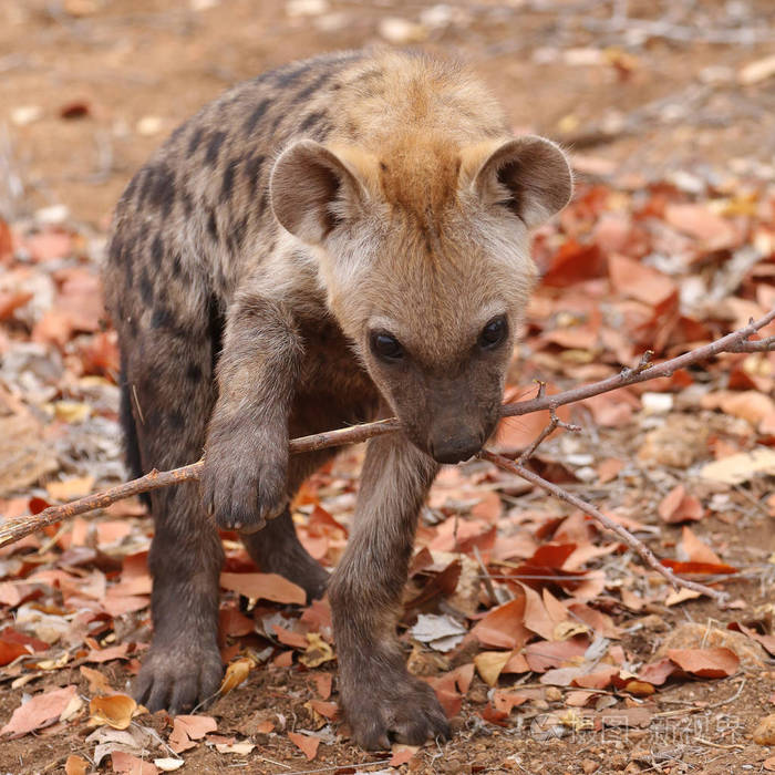 可爱的小斑点鬣狗在干燥的地面上玩耍克鲁格国家公园南非