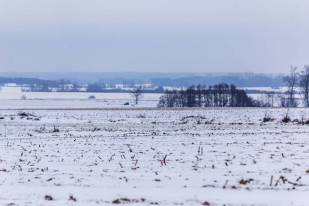 雪覆盖了田野和草地。 背景中的黑暗森林。 欧洲冬天的开始。