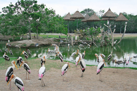 泰国自然户外动物园池塘里的一群粉红色火烈鸟。 复制空间。