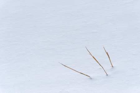 在一片覆盖着深白雪的田野上，在冬季极简主义的背景下，近距离观察草茎的细节。