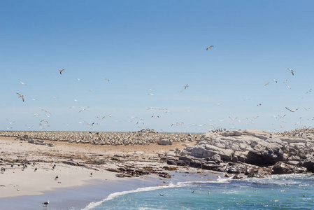 太平洋甘涅茨兰伯特湾的鸟岛,南非西海岸,聚集着甘涅茨照片