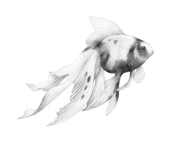 动物素描美丽的斑点鱼海洋主题水下世界铅笔绘图图形照片