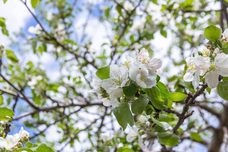 苹果树在春天开花。