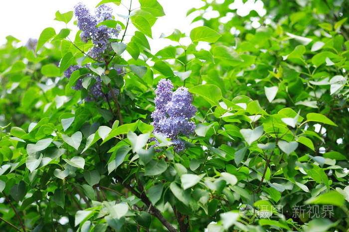 丁香花树叶的图片大全图片