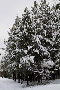 白雪覆盖松树在冬天森林