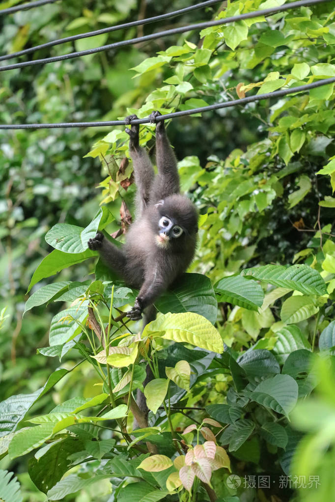 小野生动物叶猴或毛茸茸的叶猴在电缆上摆动伸手抓住树叶吃