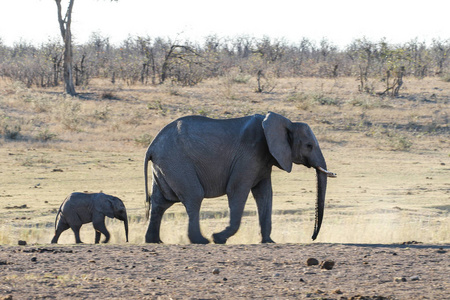 非洲大象宝宝与成年南非同行