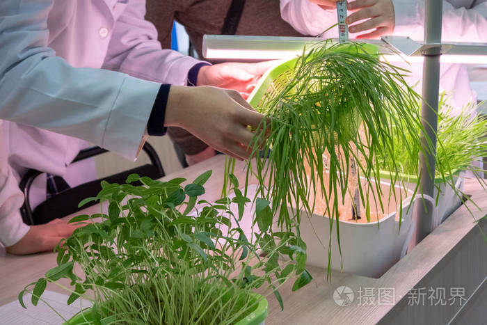 带有实验室设备的植物学教室. 水培. 在水中生长植物的方法.