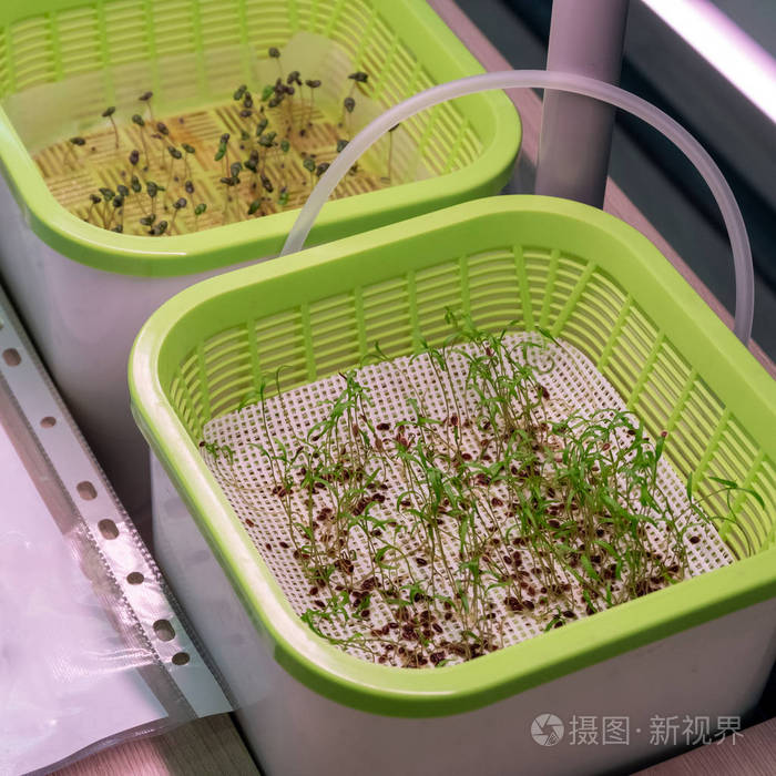 小茴香发芽的绿色能力水培在实验室没有土地的水中生长植物的方法在