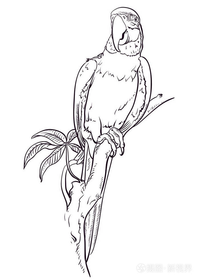 鸟鸟插画-正版商用图片1731ku-摄图新视界